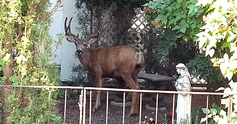 100%20mile%20deer%20edited